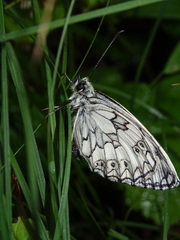 Melanargia galathea