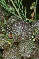 Callitris verrucosa