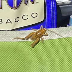 Ceuthophilus hesperus