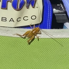 Ceuthophilus hesperus