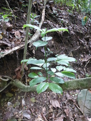Cuviera nigrescens