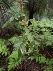 Derris involuta