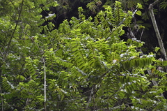 Pachyramphus cinnamomeus