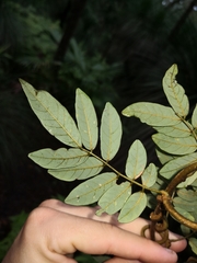 Derris involuta