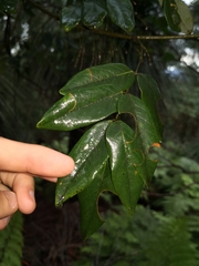 Derris involuta