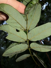Derris involuta
