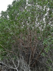 Myoporum insulare