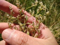 Lepidium latifolium