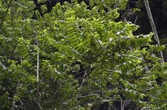 Pachyramphus cinnamomeus