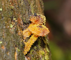Neobarya agaricicola