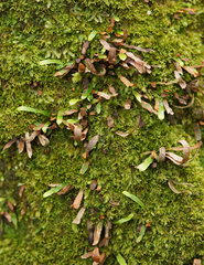 Notogrammitis billardierei