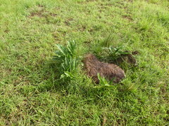 Stylochaeton hypogaeus