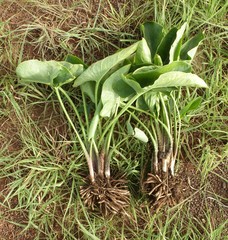 Stylochaeton hypogaeus