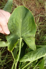 Stylochaeton hypogaeus