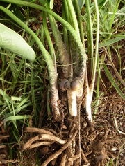 Stylochaeton hypogaeus