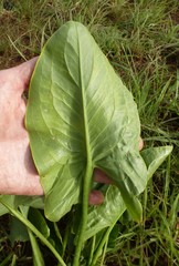 Stylochaeton hypogaeus