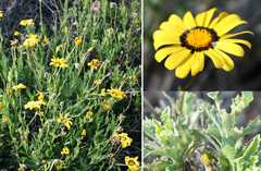 Osteospermum scariosum