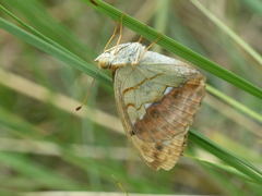 Argynnis laodice