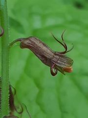 Tolmiea diplomenziesii