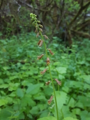 Tolmiea diplomenziesii