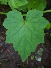Tolmiea diplomenziesii