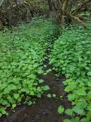 Tolmiea diplomenziesii