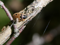 Dendroxena quadrimaculata