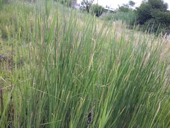 Typha angustifolia