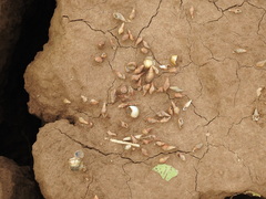 Thiaridae