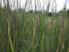 Typha angustifolia