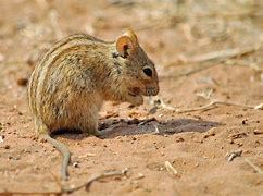 Xeric Four-striped Grass Rat (Rhabdomys pumilio)