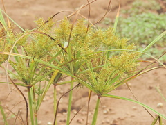 Cyperus