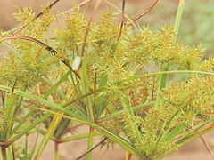 Cyperus