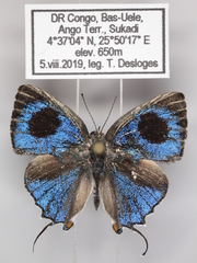 Pilodeudorix dimitris indentata