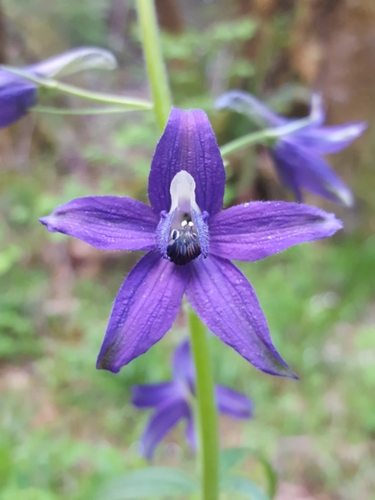 Delphinium trolliifolium