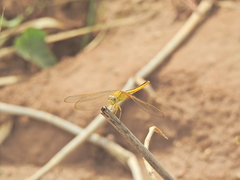 Crocothemis servilia