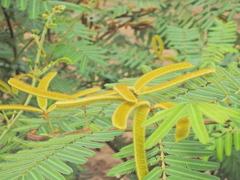 Mimosa pigra