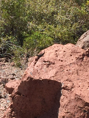 Sceloporus hunsakeri