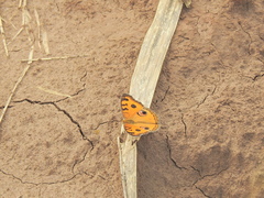 Junonia almana