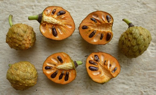 wild custard-apple