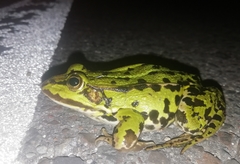 Pelophylax