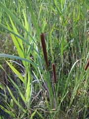 Typha angustifolia