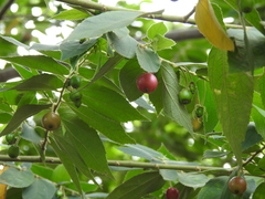 Muntingia calabura