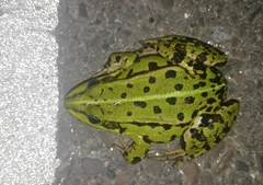 Pelophylax