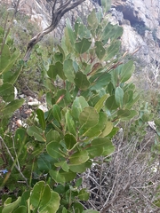 Olea capensis capensis