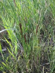 Typha angustifolia