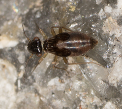 Propsocus pulchripennis