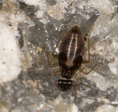 Propsocus pulchripennis