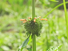 Leonotis nepetifolia