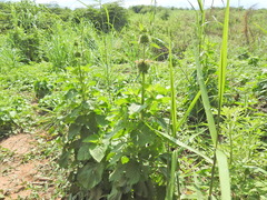 Leonotis nepetifolia